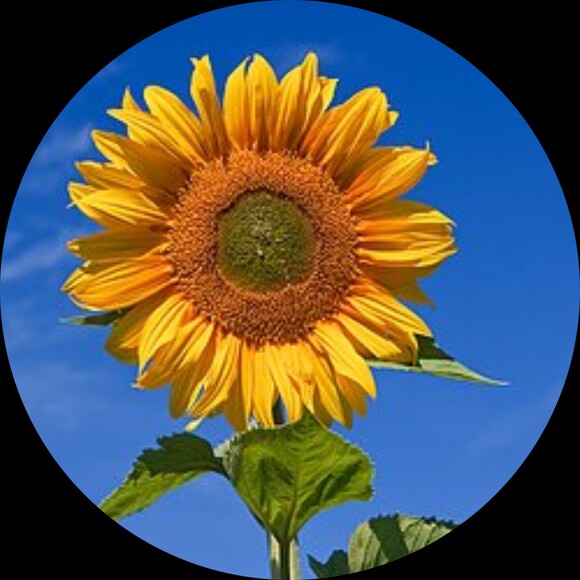 sunnybaxter